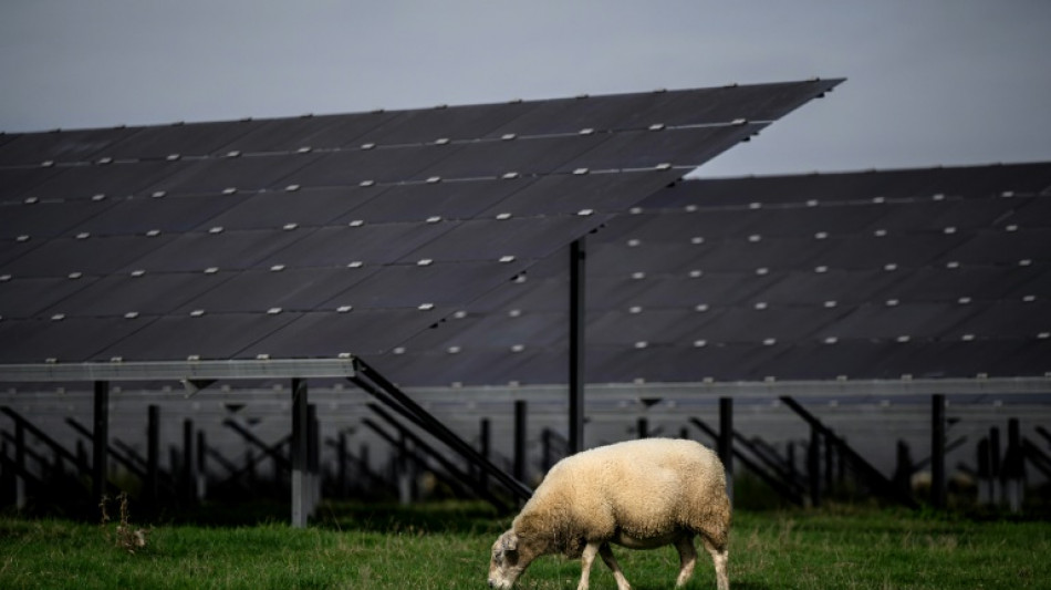 Agrivoltaïsme : "Le tout début" d'une filière mondiale, assure un chercheur