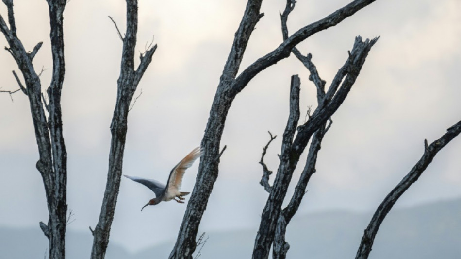 Modern phoenix: The bird brought back from extinction in Japan