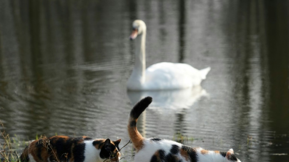 La OMS alerta de un número "elevado" de gatos infectados con gripe aviar en Polonia