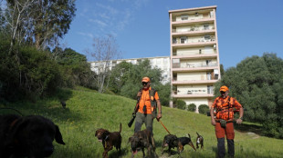 A Ajaccio, des battues pour lutter contre la prolifération des sangliers