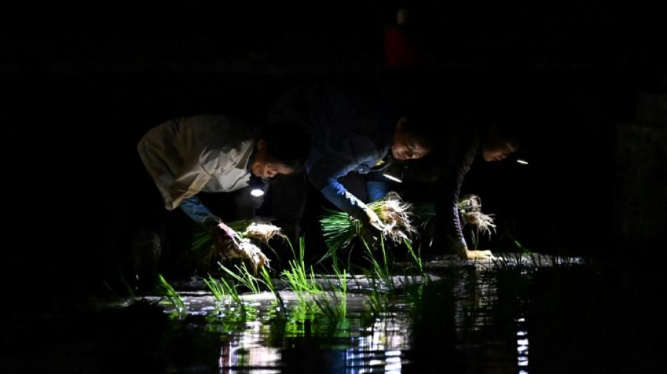 Vietnam: planter le riz la nuit, la parade des agriculteurs face à l'extrême chaleur