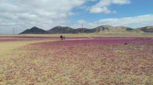 Chili: des pluies inhabituelles font fleurir le désert aride d'Atacama