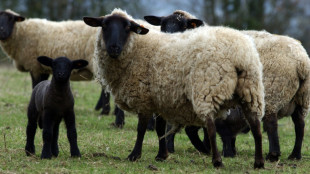 Unbekannte stehlen in Schleswig-Holstein 87 Schafe von Deich
