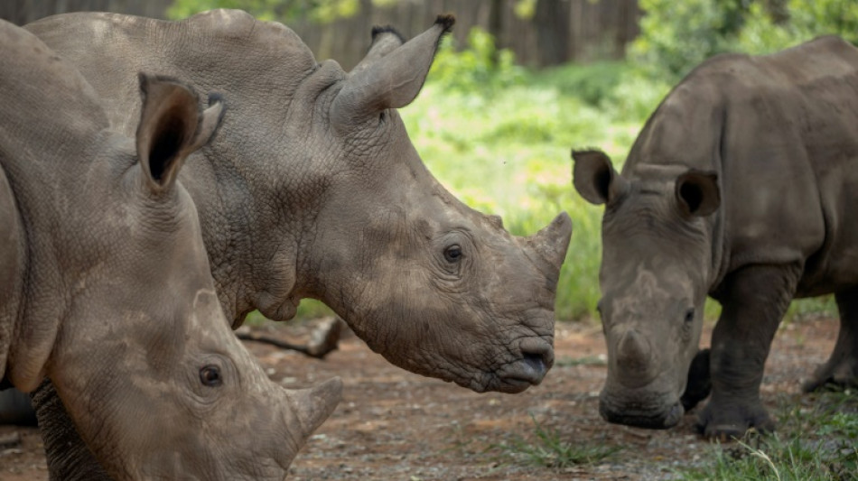 Quatre rhinos tués, des braconniers arrêtés dans le parc Kruger