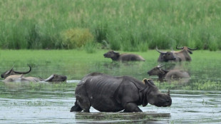 Monsun setzt Nationalpark in Indien unter Wasser: Sechs seltene Nashörner tot