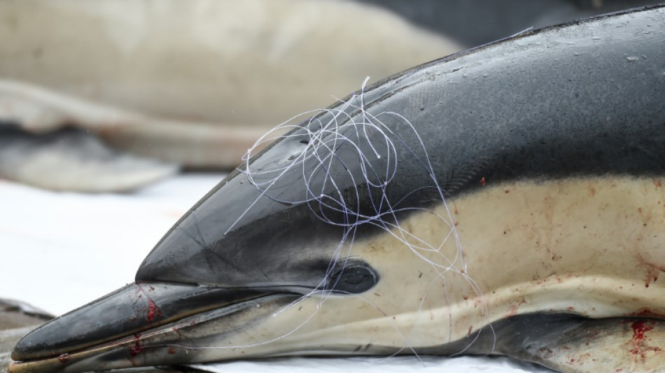 Dauphins: un mois sans pêche et des dérogations dans le Golfe de Gascogne