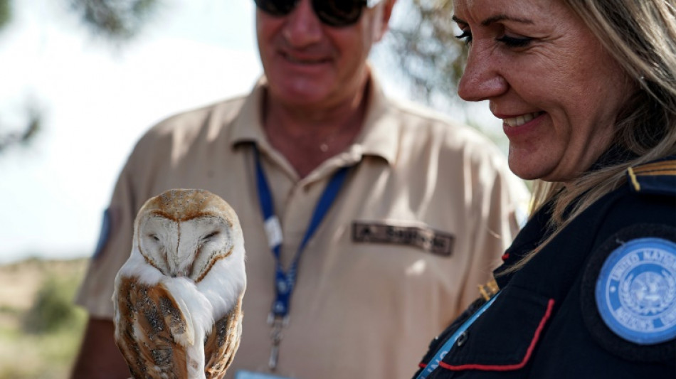 In Cyprus no-man's land, owls come to the rescue of farmers