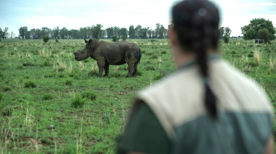 Afrique du Sud: le plus grand élevage de rhinocéros au monde mis aux enchères