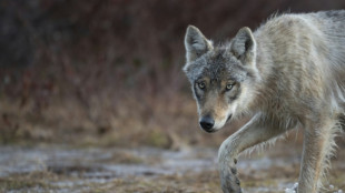 La recuperación del lobo gris genera preocupación y alegría en Europa