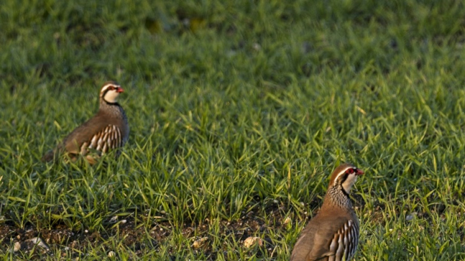 "Justice pour le vivant": l'Etat français sous pression devant l'effondrement de la biodiversité