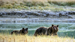 Canada conservationists push back as grizzly hunting ban lifted