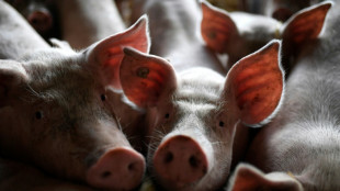 Schweinebestand in Deutschland sinkt auf neuen Tiefstwert