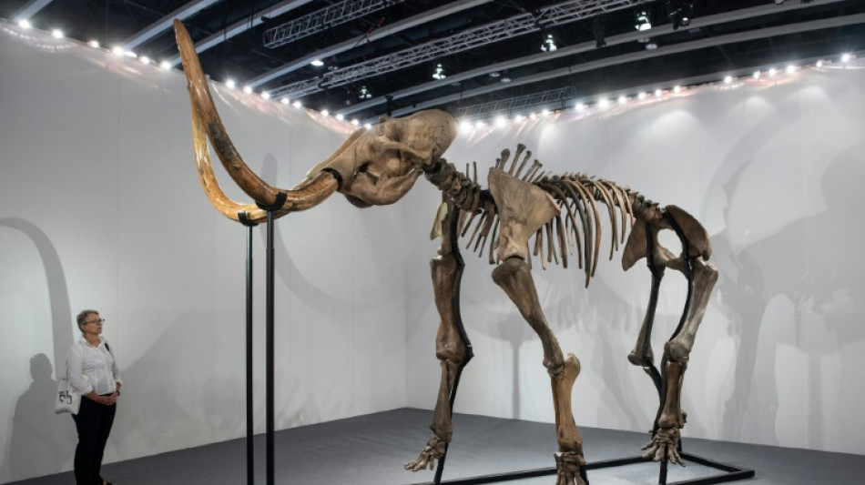 Meatball from extinct mammoth unveiled by food tech firm