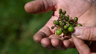 Rainy spring weather plagues Bordeaux vines with mildew