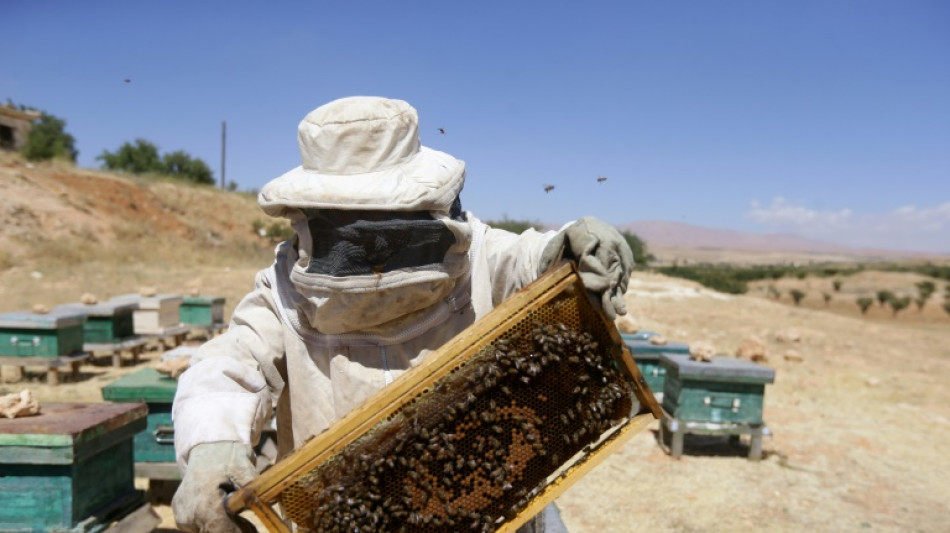 En Syrie, le changement climatique épuise les apiculteurs