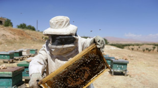 En Syrie, le changement climatique épuise les apiculteurs