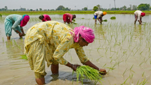 L'Inde interdit l'exportation de riz blanc non basmati