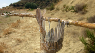 Hausse "inquiétante" de la chasse illégale d'oiseaux à Chypre (ONG)