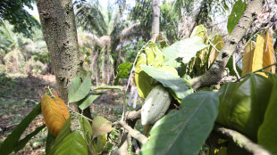 Il cacao è più antico del previsto, ha 7,5 milioni di anni