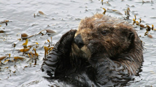 California surfers terrorized by board-stealing sea otter