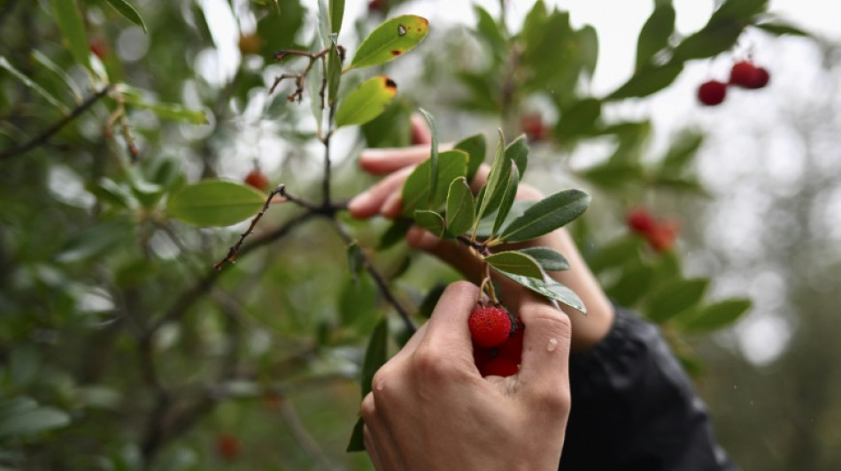 Face aux sécheresses et aux incendies, la forêt provençale redécouvre l'arbousier