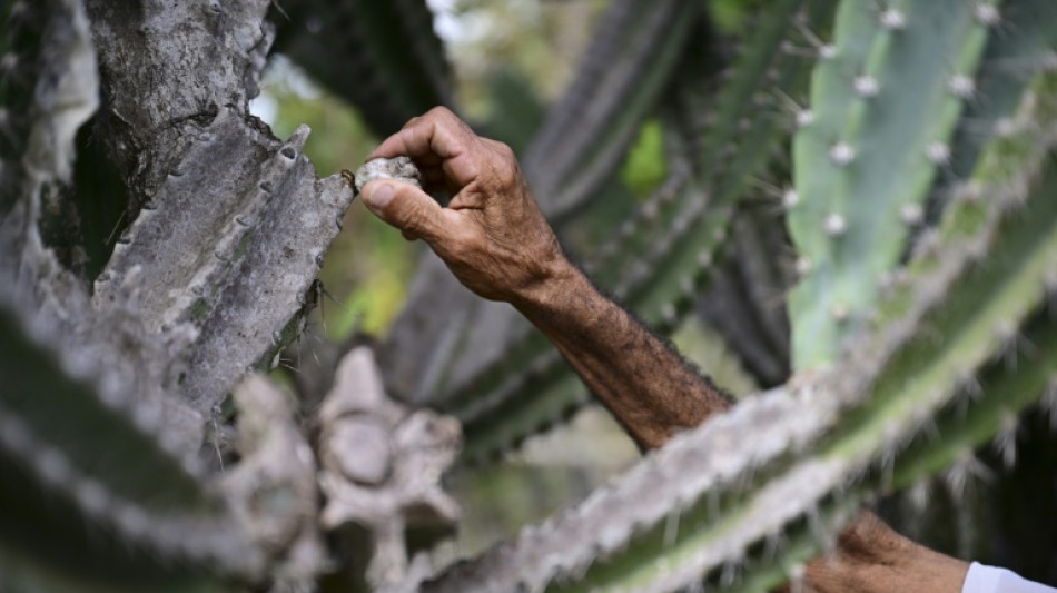 La agroecología, un arma contra la desertificación en noreste de Brasil