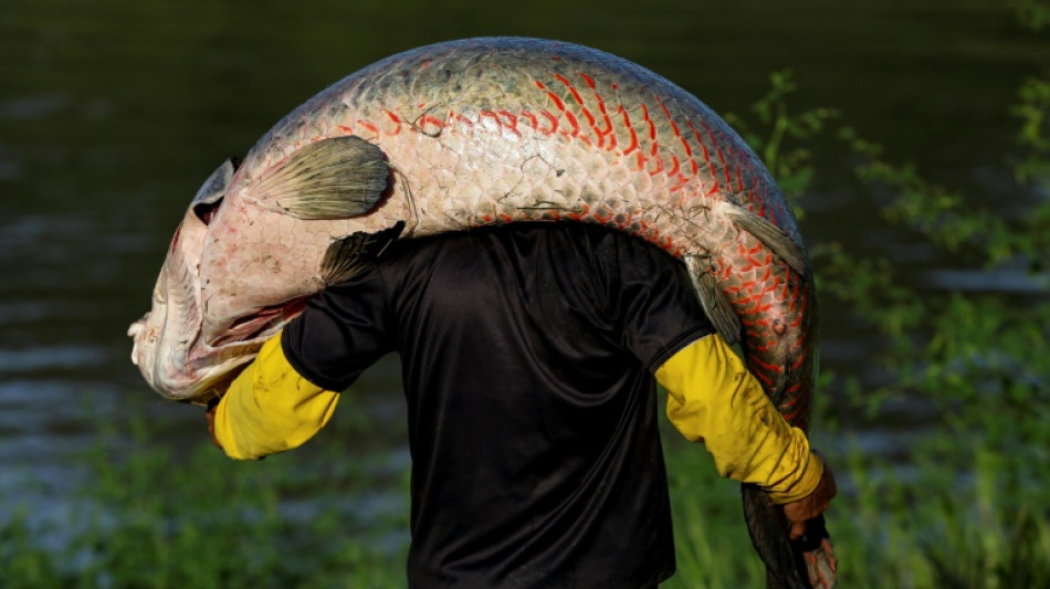 Pirarucu: Amazon's giant air-breathing fish in poachers' sights